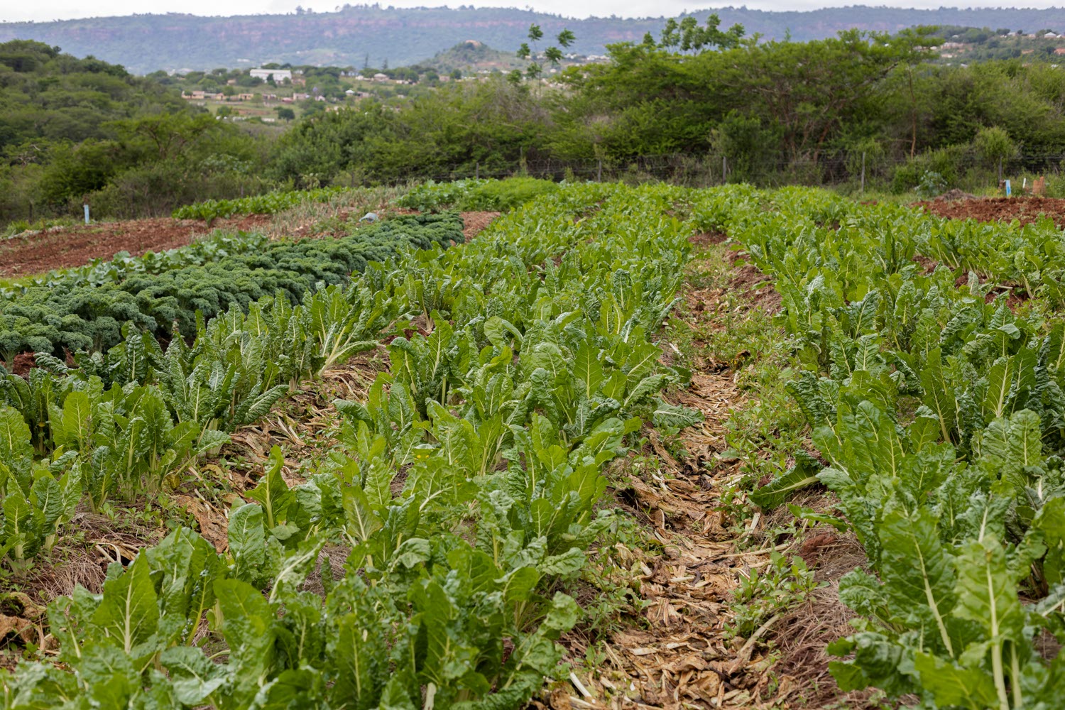 Blooming 10m x 10m Garden. A just-right challenge for any new farmer.